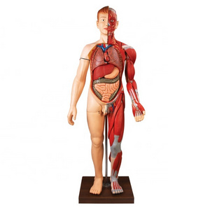 General Doctor Human Body Muscles Anatomical Simulator with Internal Organ human anatomy model