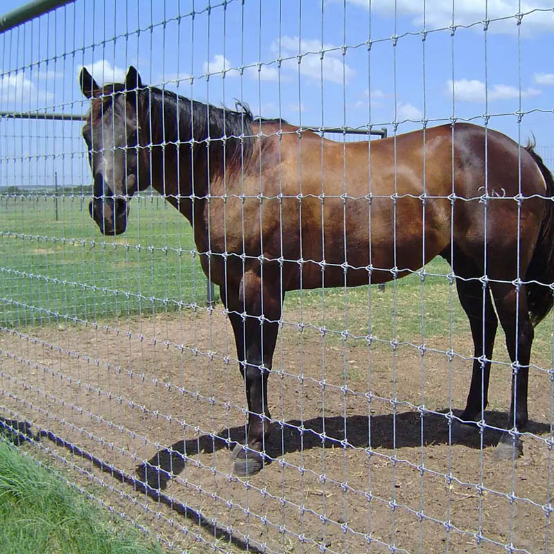 Wholesale Galvanized Grassland Wire Mesh Fence Cattle / Sheep / Field / Deer Farm Fence