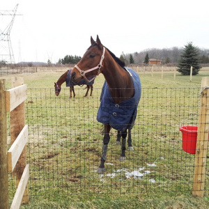 Cheap Galvanized Hog Wire Fencing Grassland Field Animal Goat Sheep Deer Cattle Fence On Farm