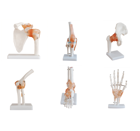 Shoulder Elbow Hip Knee Hand Foot Joint Series Anatomical Model