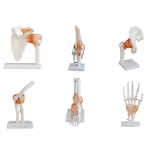 Shoulder Elbow Hip Knee Hand Foot Joint Series Anatomical Model