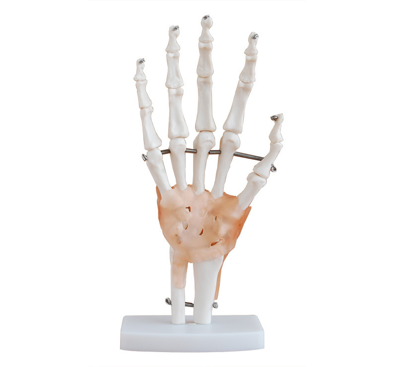 Life-Size Hand Joint Model with Ligaments