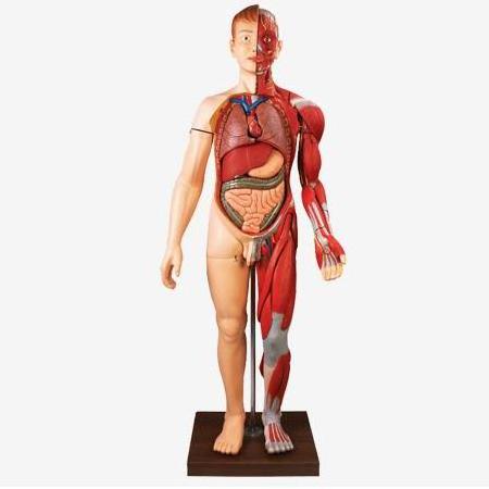 Human Body Muscles with Internal Organs,Life Size Human Full Body Muscles Anatomy Model