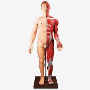 Human Body Muscles with Internal Organs,Life Size Human Full Body Muscles Anatomy Model