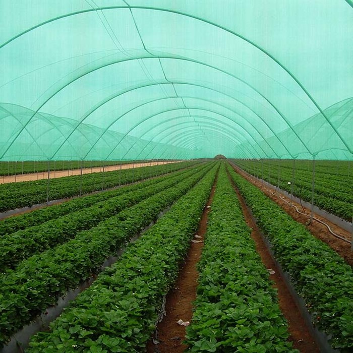 TH factory customized shade nets 30-90% shade agro shade net in hyderabad vegetable garden agro