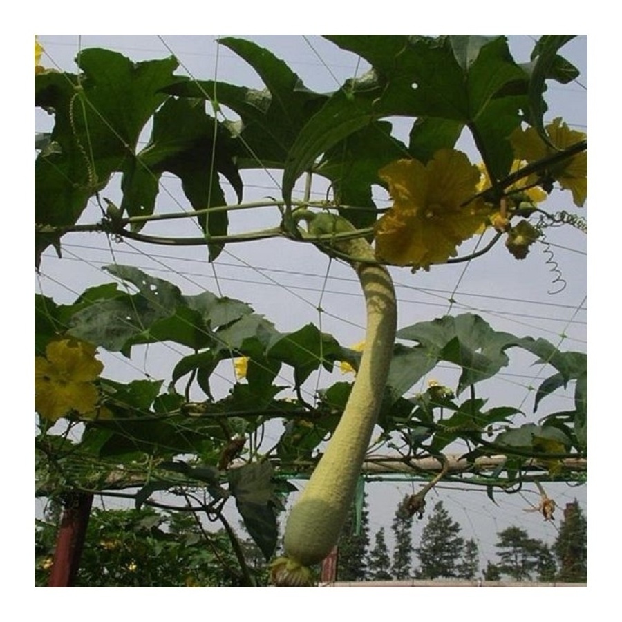 factory good price Plant Support Cucumber Netting  White/Green Cucumber Plant Climbing Net plastic Plant Support Mesh