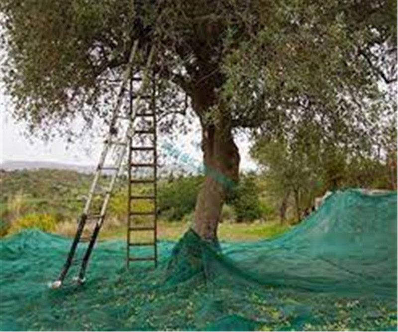 HDPE green color agriculture used olive collection net