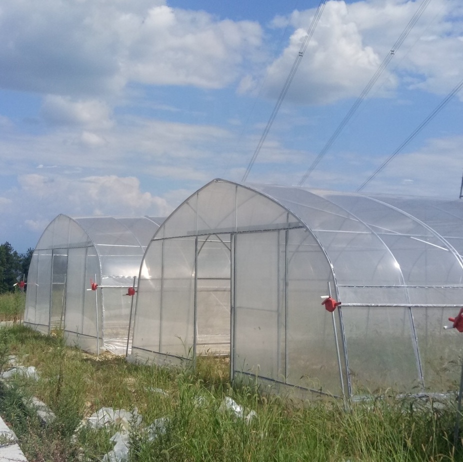 Low Cost 200 micron PE Film Tunnel Tropical Greenhouse Used For Sale for Growing Cucumber/Tomato/Strawberry/leafy vegetable