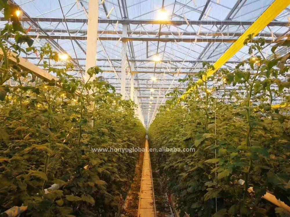 High Quality Venlo Glass Greenhouse For Hydroponic Growing System