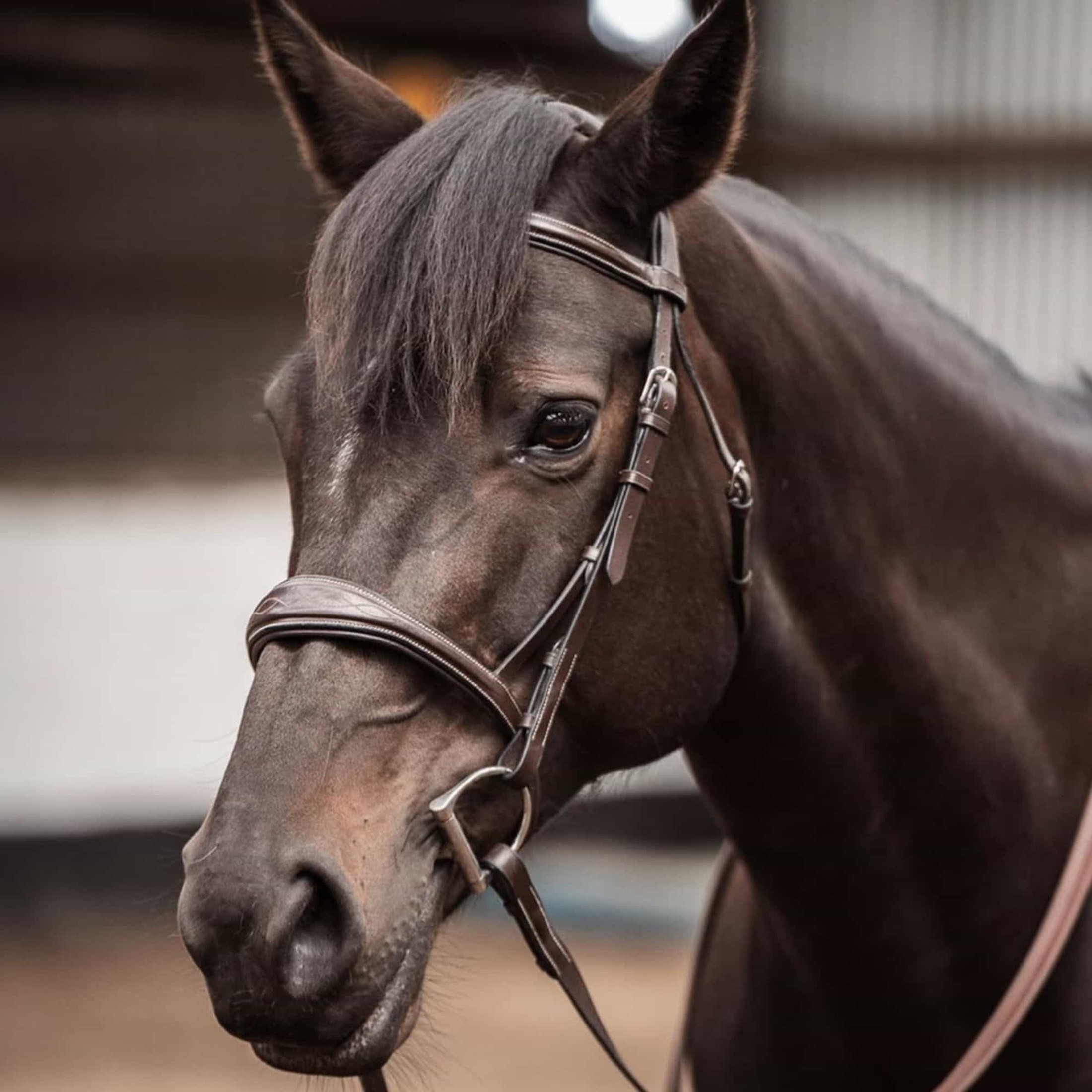 Top Quality Adjustable English Leather Horse Jumping Snaffle Bridle with Comfortable Reins from Indian Exporter & Supplier