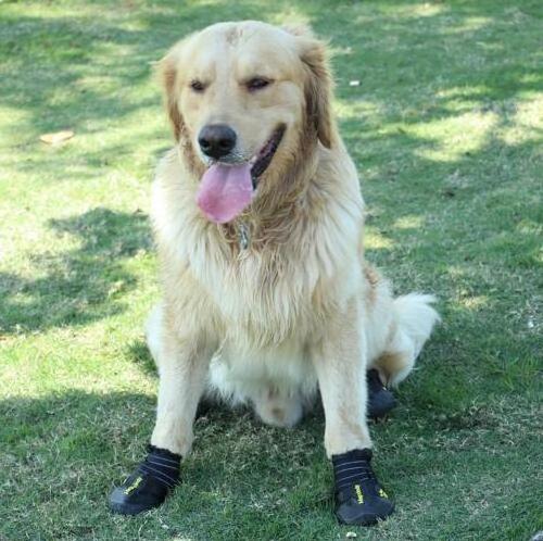 wholesale pet dog shoes pet shoes for dogs Waterproof dog rain boots with Anti-Slip Sole