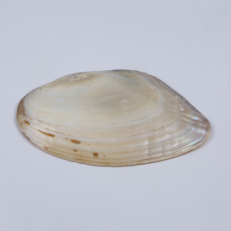 Natural 15-20cm Raw Shell Freshwater Pearl Oyster Shell Mussel Shell Aquarium Landscape Crafts