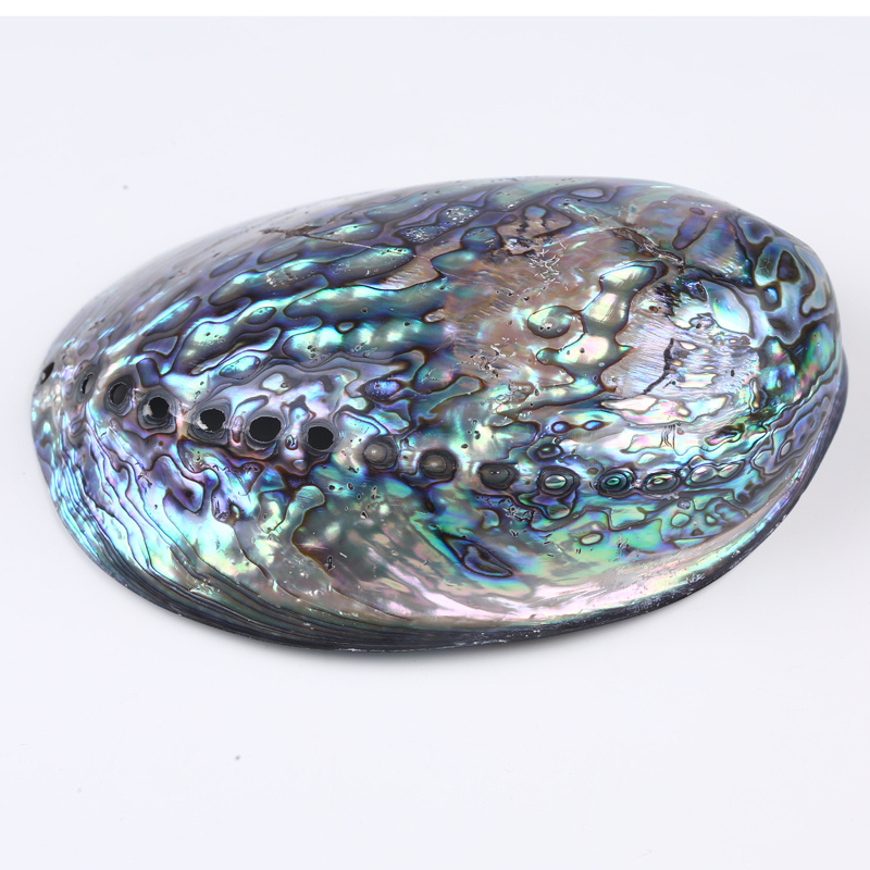 Natural Aquarium Landscape crafts Raw Abalone Shell