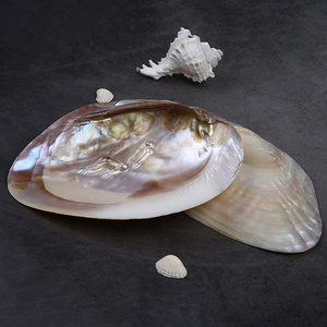 Natural 15-20cm Raw Shell Freshwater Pearl Oyster Shell Mussel Shell Aquarium Landscape Crafts