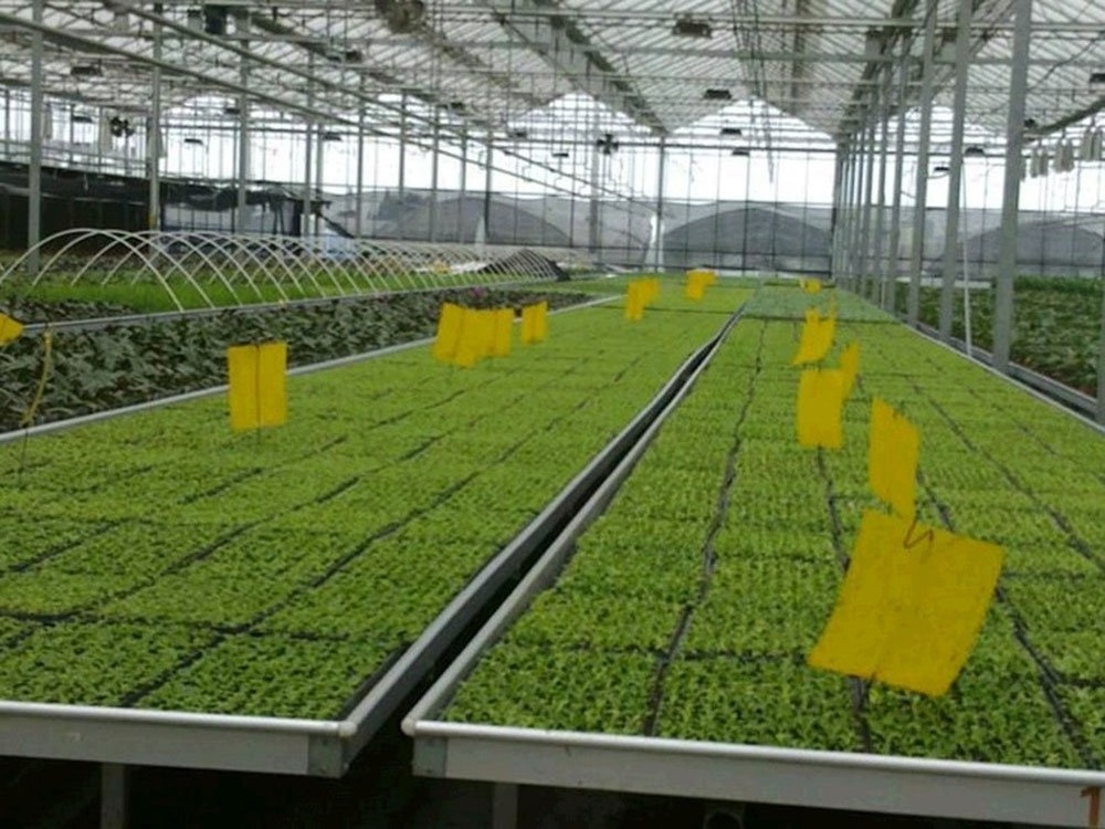 Dual-Sided Yellow Sticky Traps for Flying Plant Insect Like Fungus Gnats, Aphids, Whiteflies, Leafminers