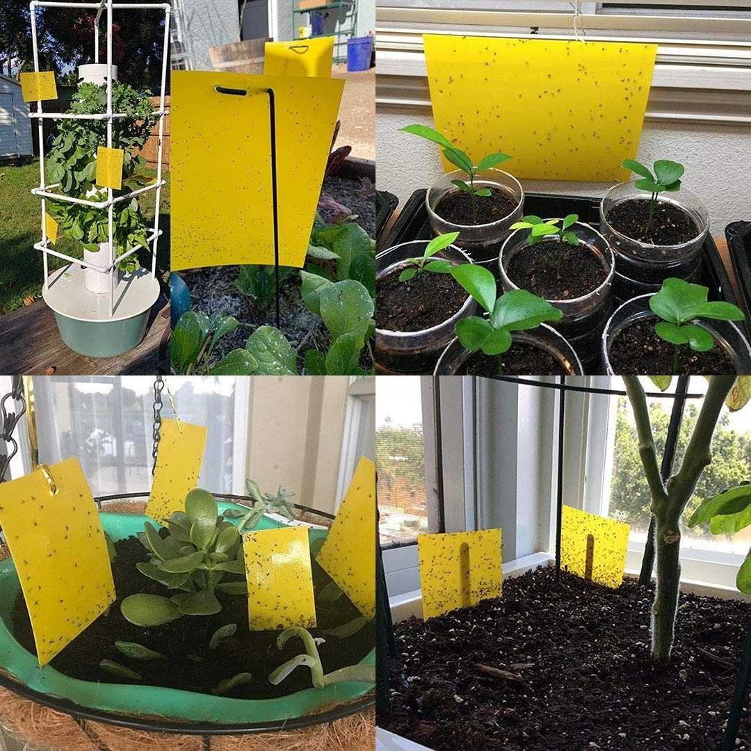 Dual-Sided Yellow Sticky Traps for Flying Plant Insect Like Fungus Gnats, Aphids, Whiteflies, Leafminers