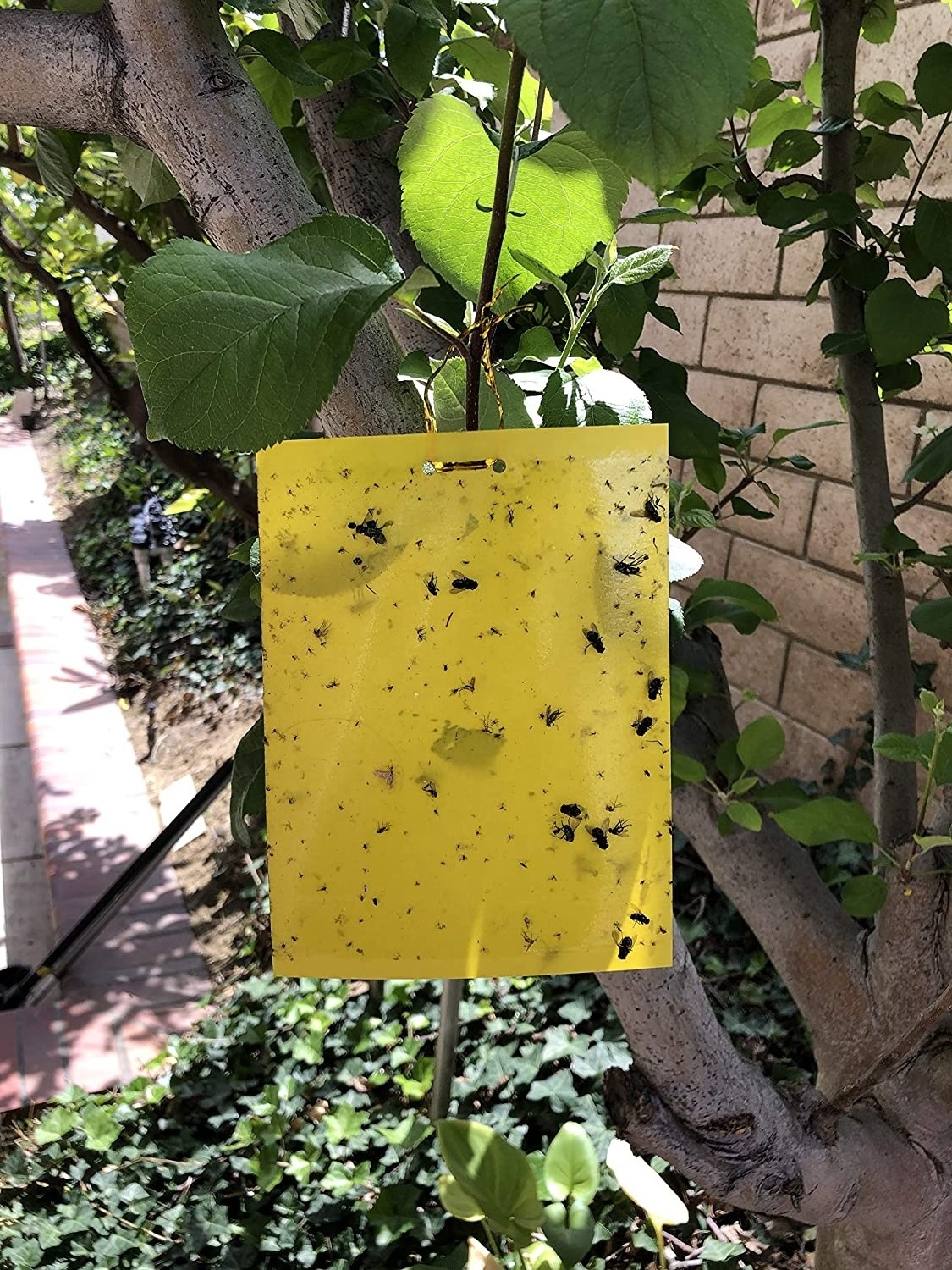 Dual-Sided Yellow Sticky Traps for Flying Plant Insect Like Fungus Gnats, Aphids, Whiteflies, Leafminers