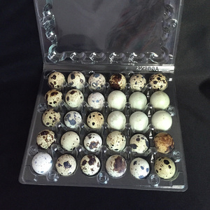 Custom Clear Quail Egg Cartons With 12  24 30 Holes  plastic Quail Egg container