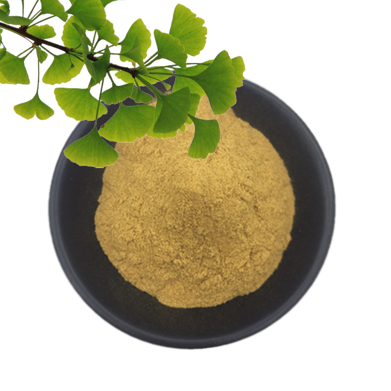 Halal Certification Ginkgo Biloba Extract Powder 24% Flavonoids 6% Lactone Ginkgo Biloba Extract Capsules With Factory Price