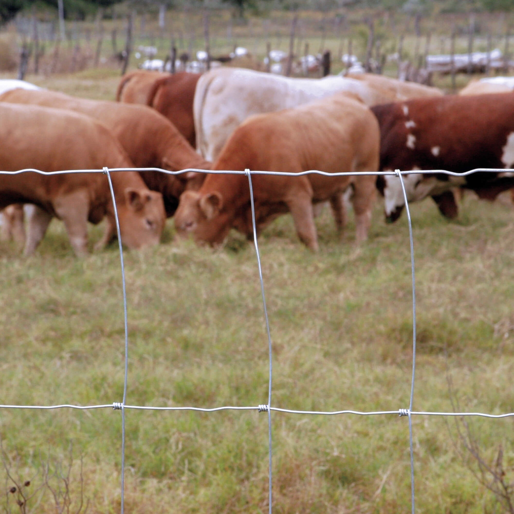 hog wire farm fencing fence for animals farm fencing steel wire galvanized