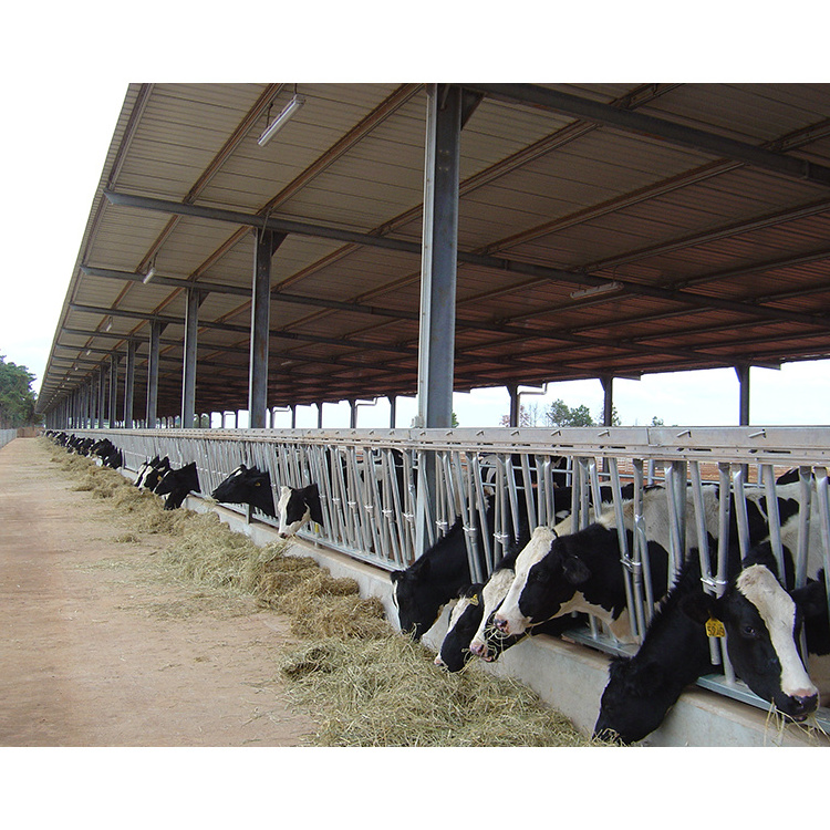 China prefab low cost hot dip galvanized modern steel structure cattle shed design cow farm building