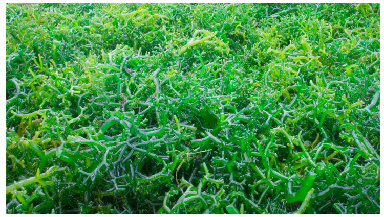 Botanical Extract 4:1 to 200:1,1% to 10% Seaweed Extract Powder