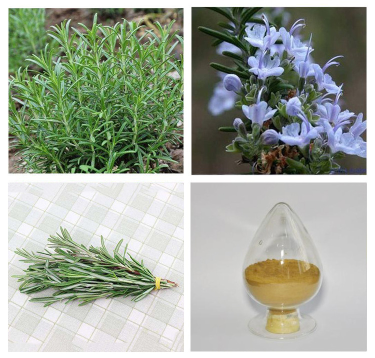 4:1 to 200:1 15% to 50% rosmarinic acid rosemary leaf extract powder