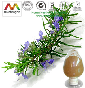 4:1 to 200:1 15% to 50% rosmarinic acid rosemary leaf extract powder