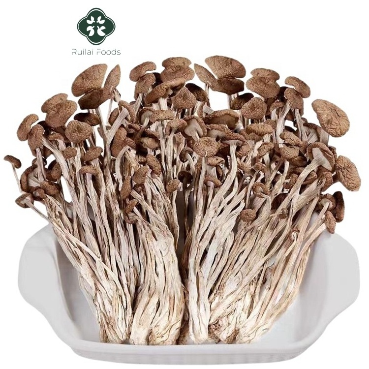 Chinese cha shu gu rich nutrition dried Cyclocybe aegerita healthy food dried tea tree mushrooms