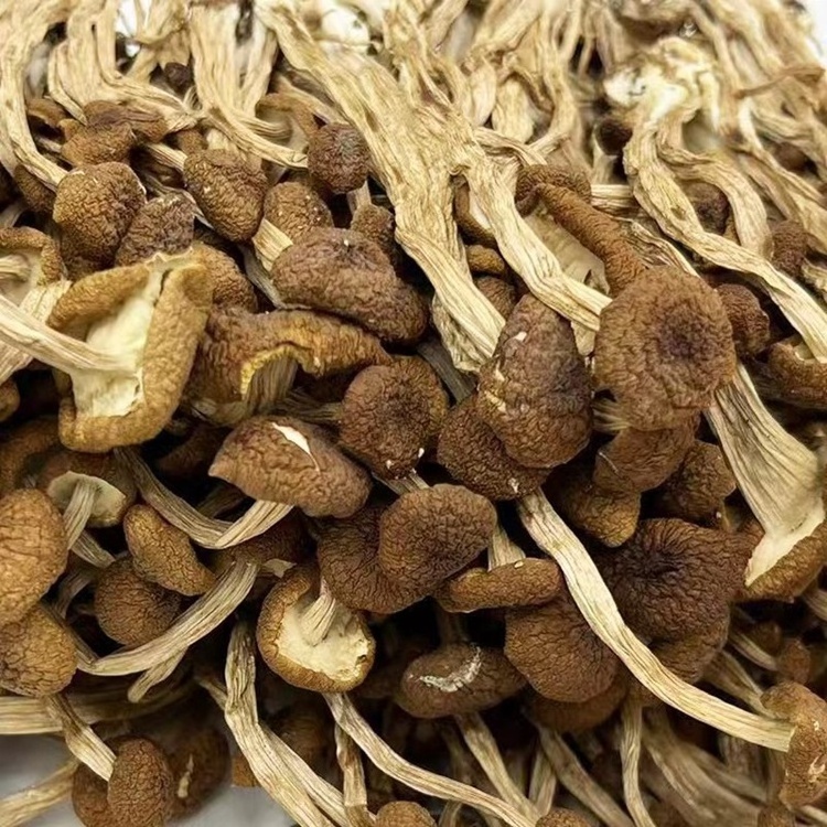 China wholesale dried Cyclocybe aegerita mushroom natural dried tea tree mushroom