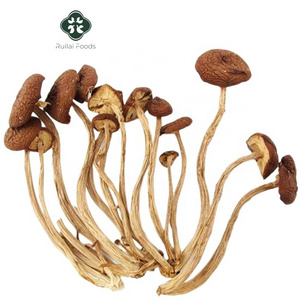 China wholesale dried Cyclocybe aegerita mushroom natural dried tea tree mushroom