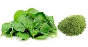 Huakang Organic Natural Green Water Soluble  Vegetable Powder Spinach Powder