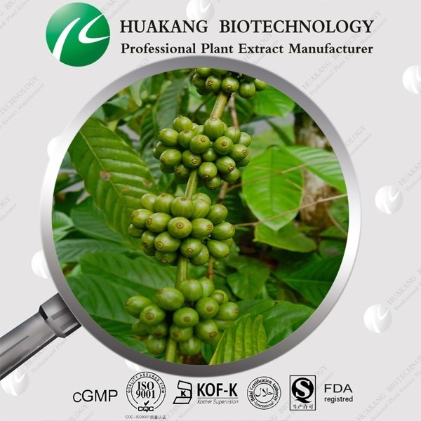 Ingredient Green Coffee Bean Extract 50% Chlorogenic Acid