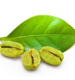 Ingredient Green Coffee Bean Extract 50% Chlorogenic Acid