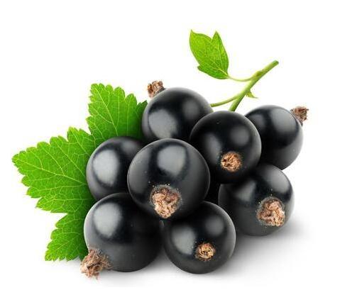 Antioxidant Anthocyanidins  Natural Coloring  Black Currant Extract Powder Ribes nigrum