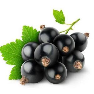 Antioxidant Anthocyanidins  Natural Coloring  Black Currant Extract Powder Ribes nigrum