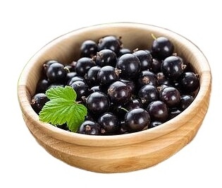 Antioxidant Anthocyanidins  Natural Coloring  Black Currant Extract Powder Ribes nigrum