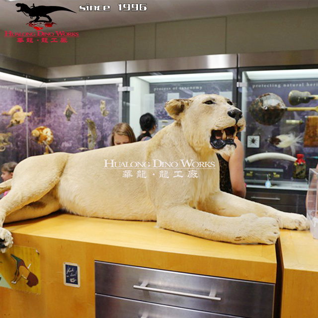 Simulation Jungle Animal model Animatronic Life Size Silicone Lion