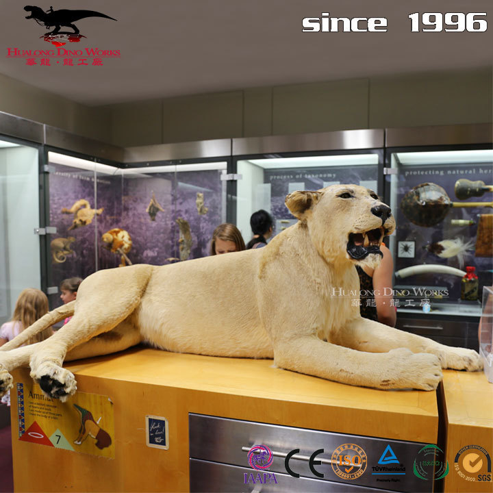 Exhibit Animal Animatronic Lifesize Model Lion