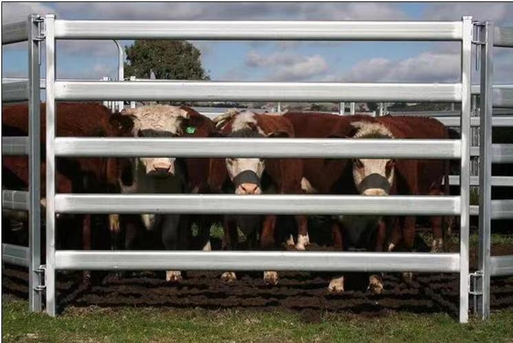 cattle panels  livestock / 6 Sheep hurdles portable sheep yard panels