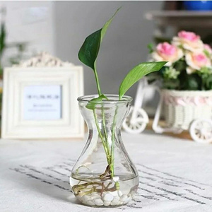 Glass Avocado Propagation Vase Clear Avocados Hyacinths Chestnuts Walnuts Vase Bulb blown glass vase