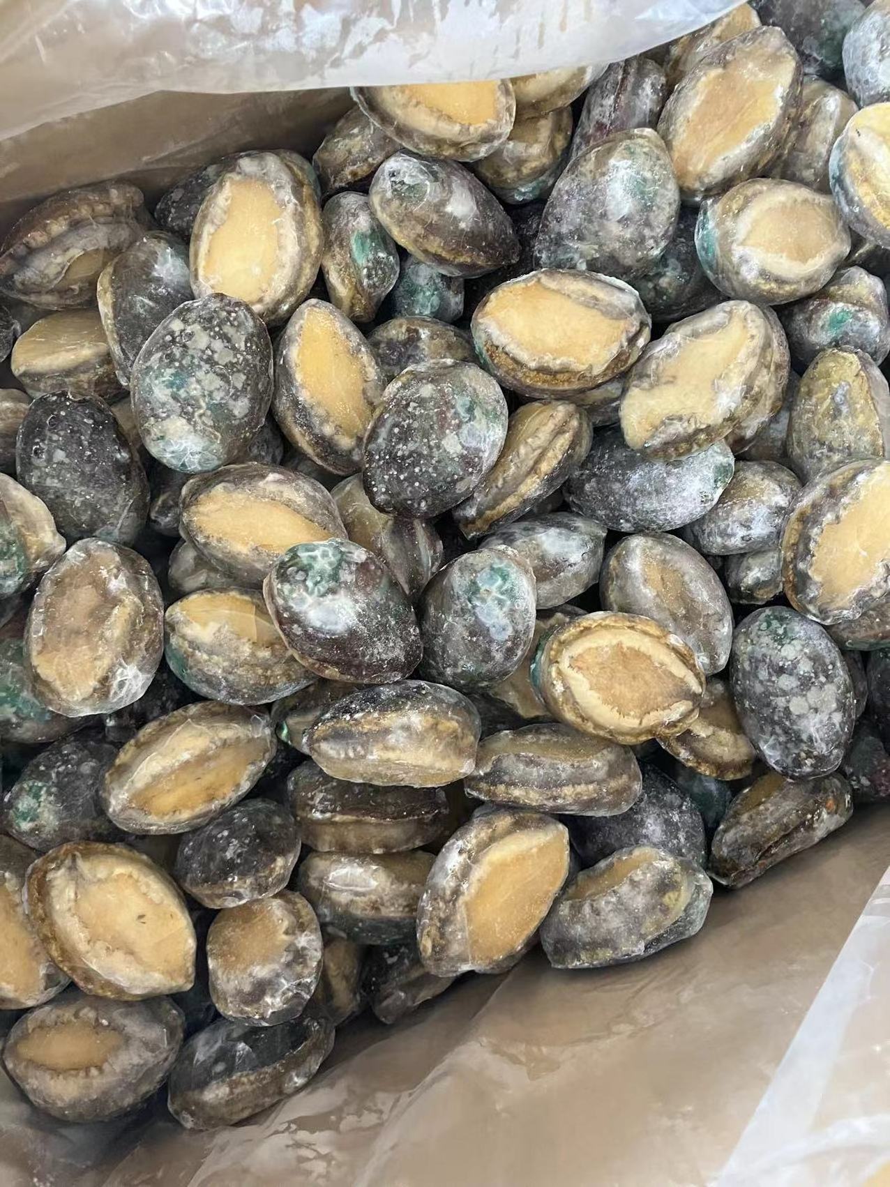 Competitive Frozen Abalone shell-off IQF boiled abalone meat Chinese exporter importer frozen seafood mussel meat without shell