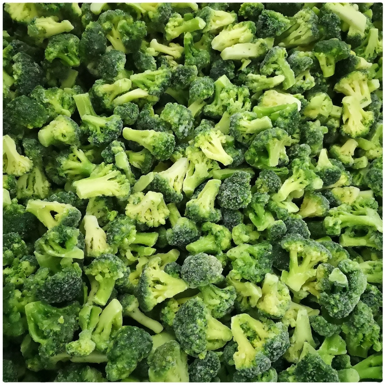 Premium Quality IQF Frozen Broccoli Frozen Broccoli Floret