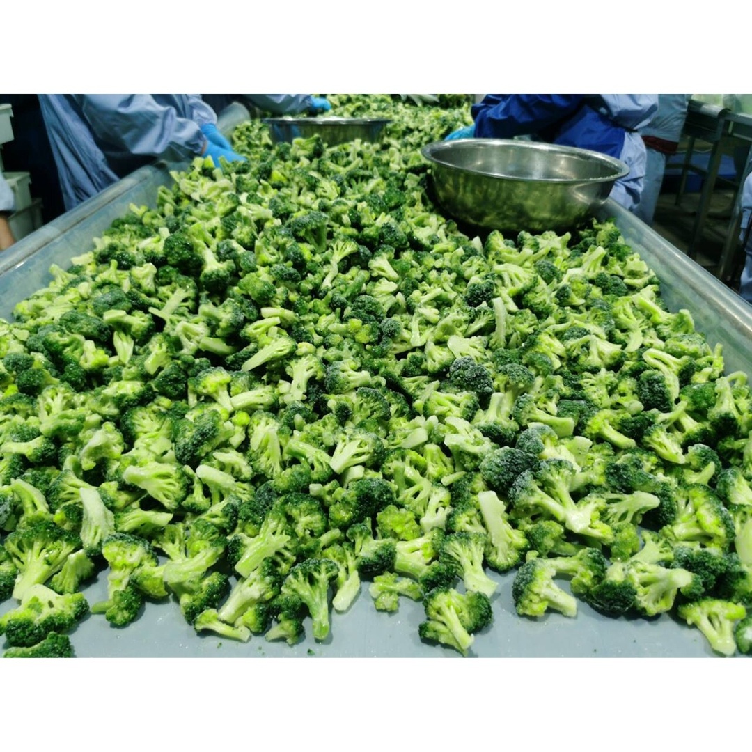 2024 New Crop Wholesale Premium IQF Frozen Broccoli Frozen Broccoli Floret