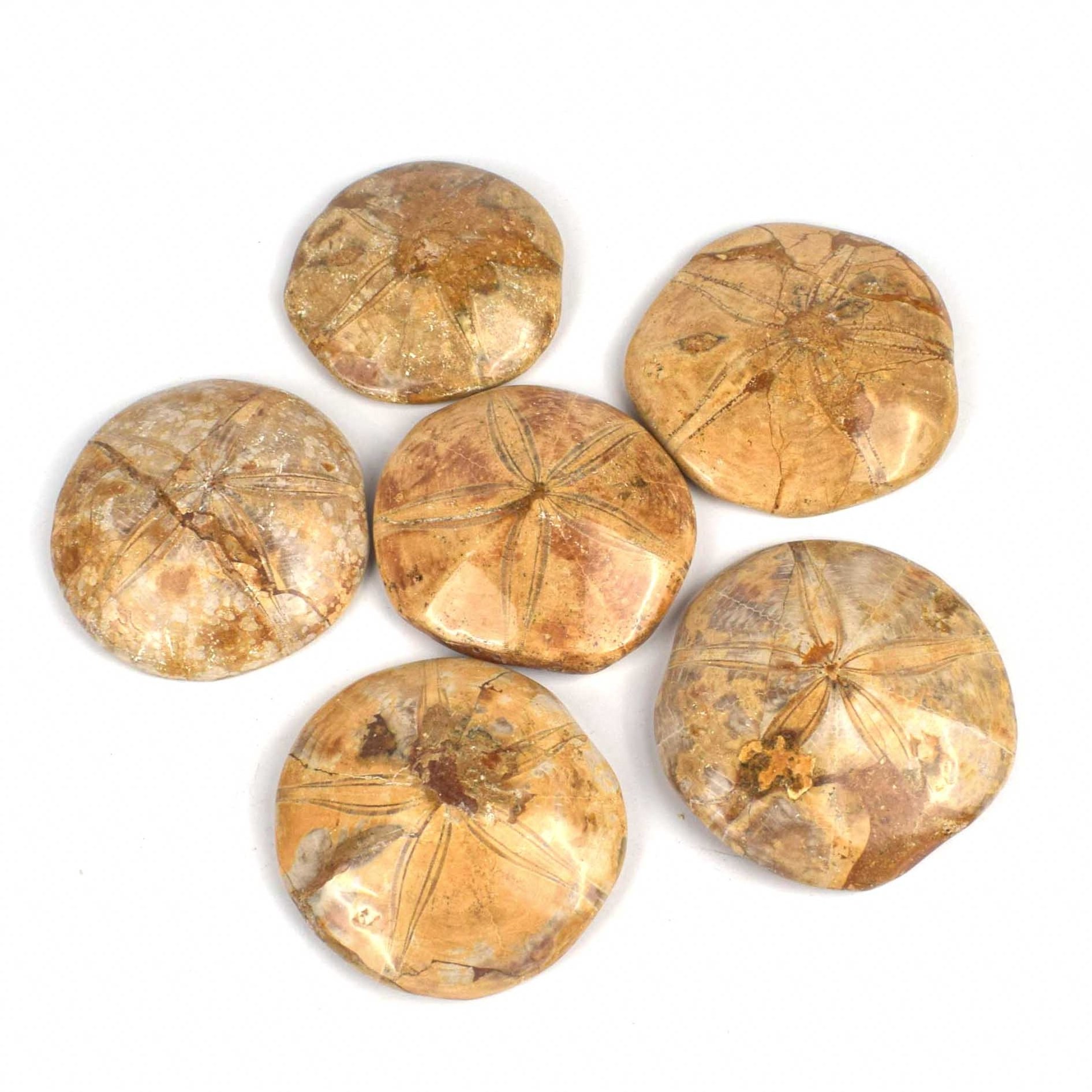 Wholesale Natural Crystals Starfish Fossil Polished Ammonite Ocean For Decoration