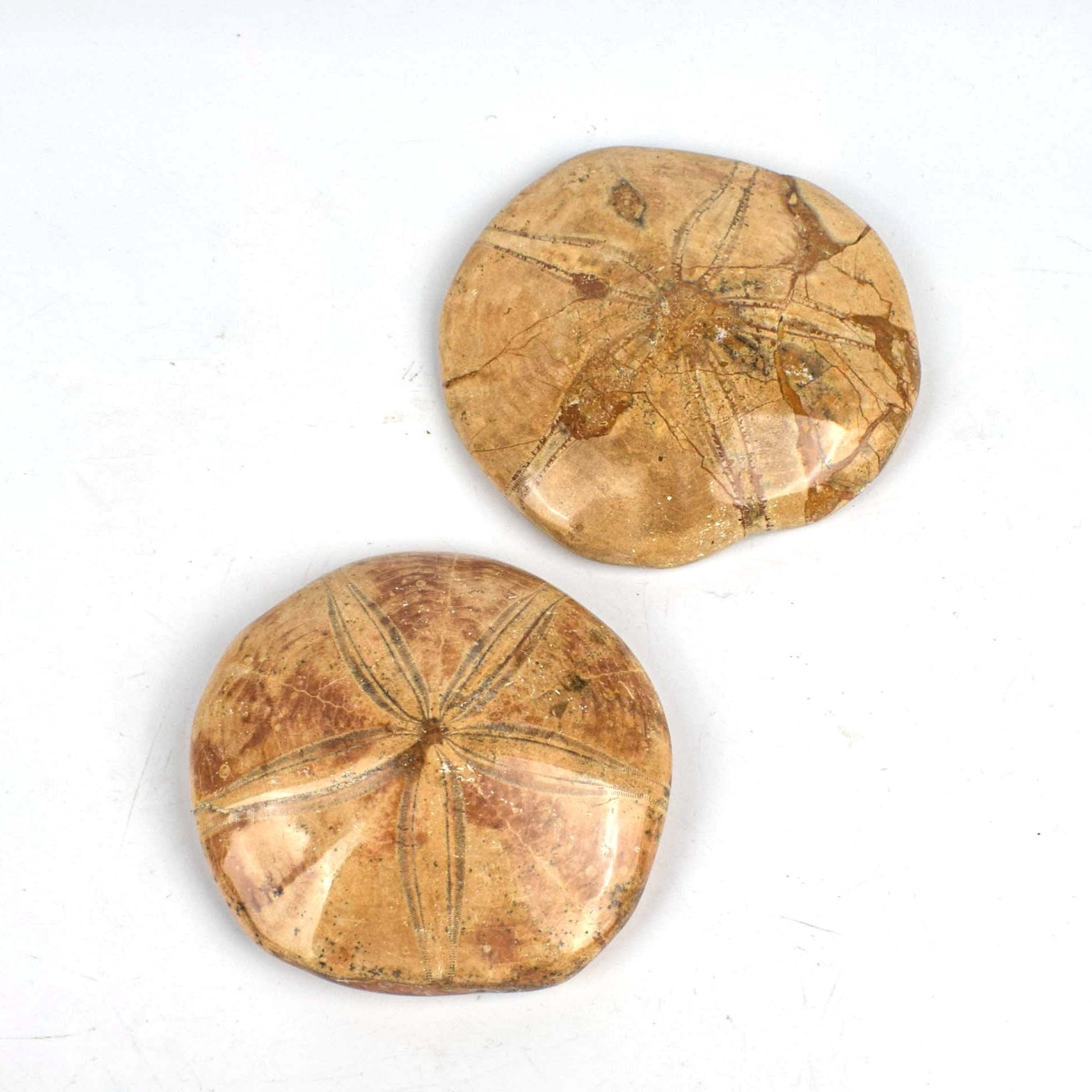 Wholesale Natural Crystals Starfish Fossil Polished Ammonite Ocean For Decoration