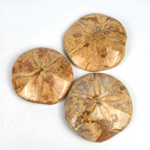 Wholesale Natural Crystals Starfish Fossil Polished Ammonite Ocean For Decoration