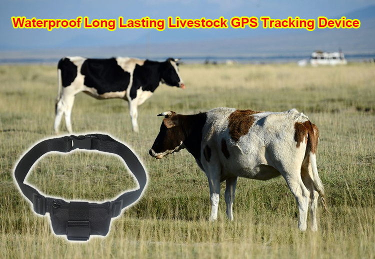 4G IP67 Waterproof GPS Tracker G22 3000mAh Long Time Anti Loss Theft for Cow Cattle Horse Sheep Camel Animals Livestock Tracking 1