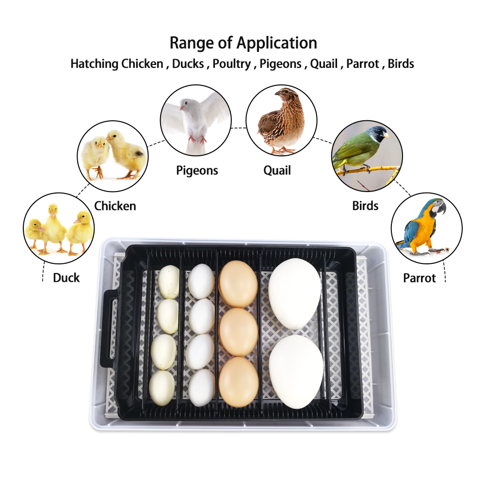 Peacock Eggs Incubator Turtle Sale Automatic Bird Hot Spain Mini Incubators For Hatching Egg