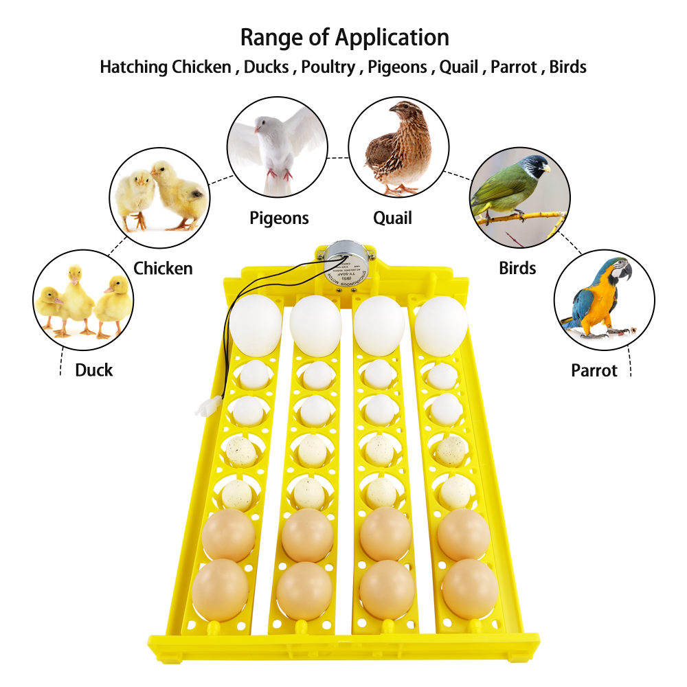 China hot selling quail egg tray and chicken egg tray for 32 eggs